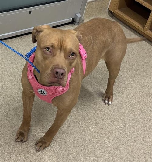 ELLIE - American Staffordshire Terrier available for adoption