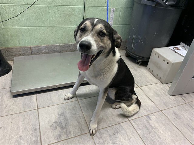 JEREMIAH - Anatolian Shepherd for adoption in Arlington