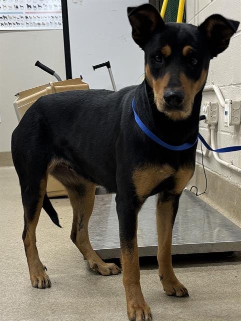 JAMBALAYA - Doberman Pinscher available for adoption