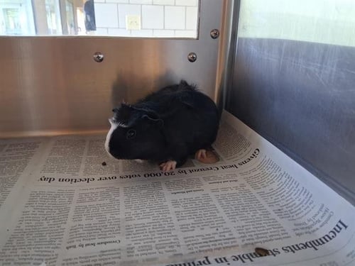 PAPAYA - Guinea Pig available for adoption