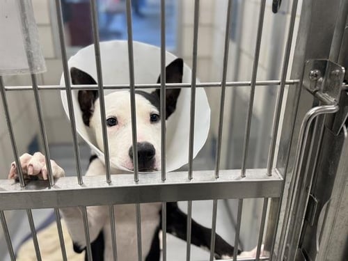 CHERRY PIE - American Staffordshire Terrier available for adoption