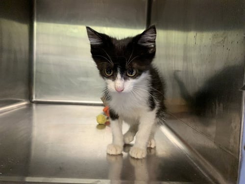 EVIL SELESTER - Domestic Short Hair available for adoption