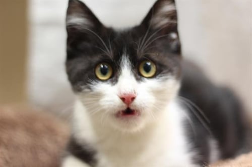 EVIL SELESTER - Domestic Short Hair available for adoption