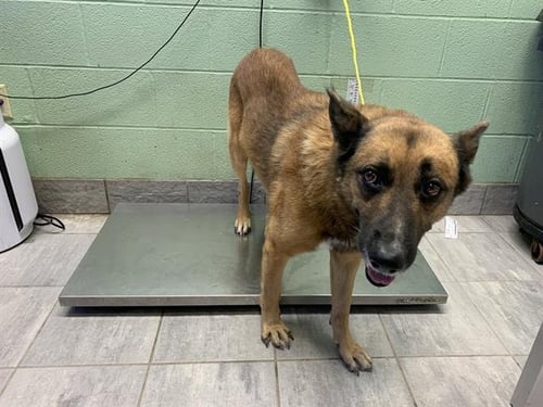 BRONCO - German Shepherd Dog available for adoption