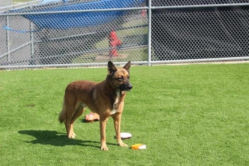 BRONCO - German Shepherd Dog available for adoption
