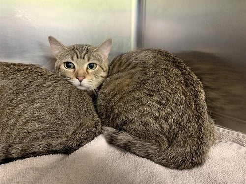 CREAM - Domestic Short Hair available for adoption