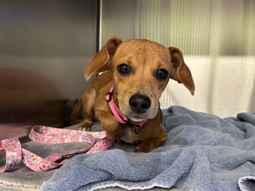 ANN - Dachshund available for adoption
