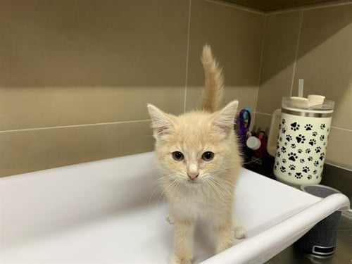 FRECKLES - Domestic Short Hair available for adoption