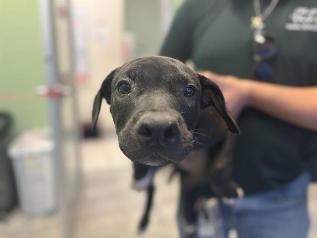 SHAGGY Image