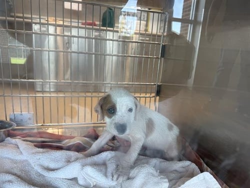 ENIE - American Staffordshire Terrier available for adoption