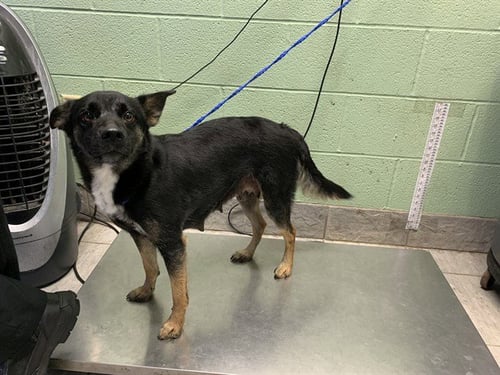 RABBIT - Australian Shepherd available for adoption