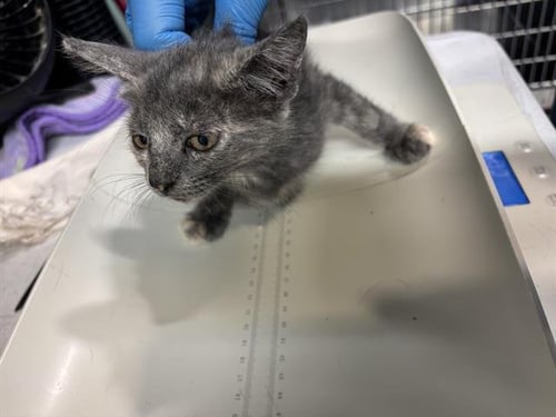 FANDANGO - Domestic Short Hair available for adoption