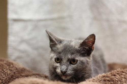 FANDANGO - Domestic Short Hair available for adoption