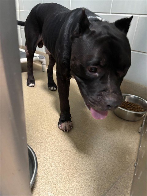 ROCKO - American Staffordshire Terrier available for adoption