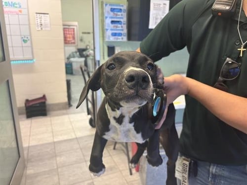 VELMA - American Pit Bull Terrier available for adoption