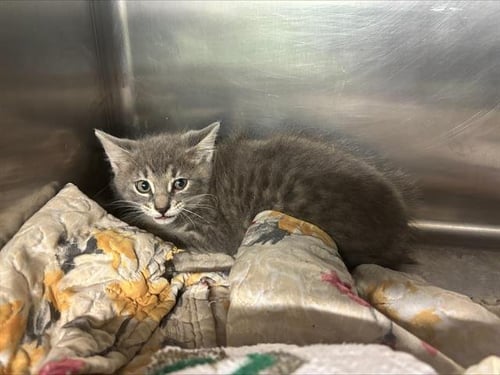 NICK - Domestic Short Hair for adoption in Arlington