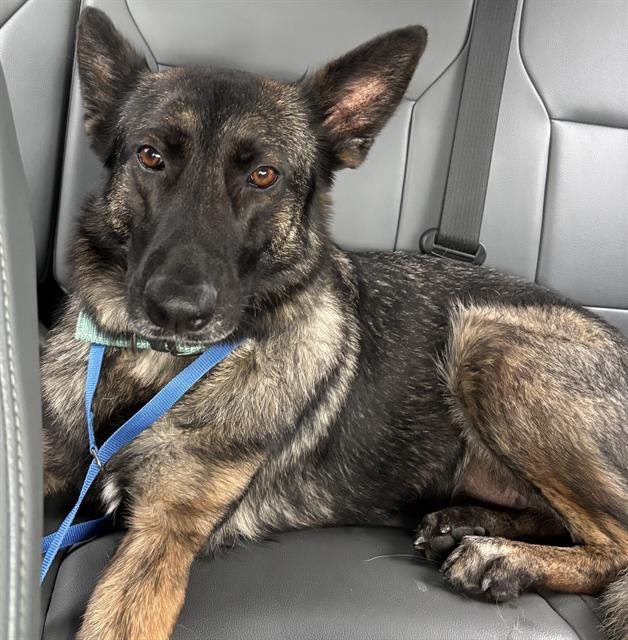 BERLIN - German Shepherd Dog available for adoption