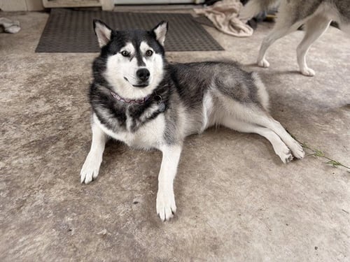 HONEY - Siberian Husky available for adoption
