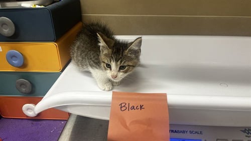 FETA CHEESE - Domestic Short Hair available for adoption