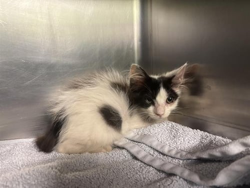 PEACH - Domestic Short Hair available for adoption