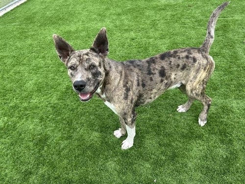 DARWIN - Catahoula Leopard Dog / German Shepherd Dog available for adoption