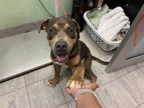 SERGEANT - American Bulldog available for adoption