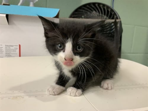 CHLOE - Domestic Short Hair available for adoption