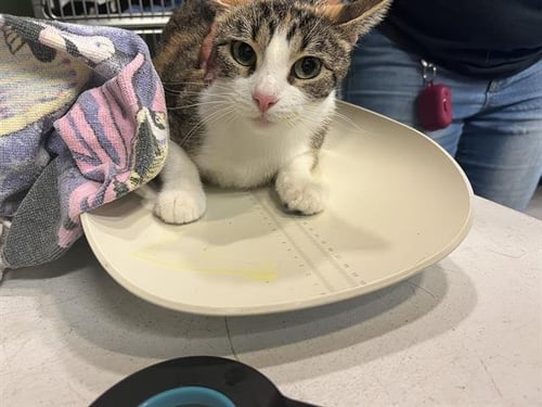 GOLDIE - Domestic Short Hair available for adoption