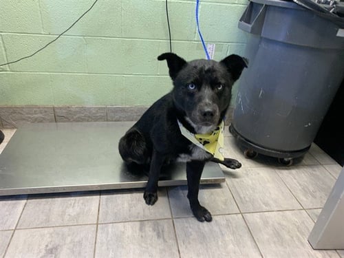 RONALD - Labrador Retriever / Siberian Husky available for adoption