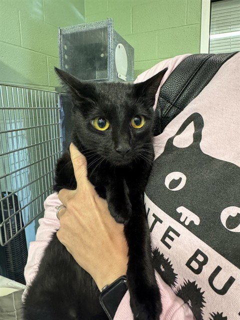 MILK - Domestic Short Hair available for adoption