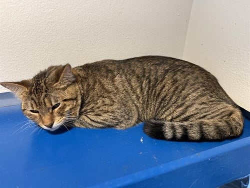 BEN - Domestic Short Hair for adoption in Arlington