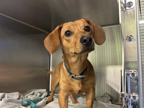 DAN - Dachshund available for adoption