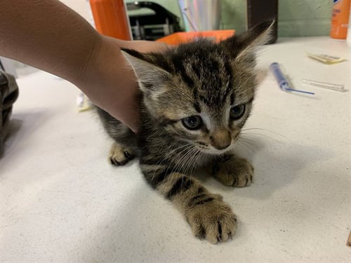 JUNE - Domestic Short Hair available for adoption