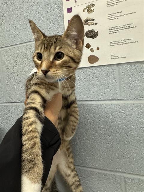 ANDERS - Domestic Short Hair available for adoption