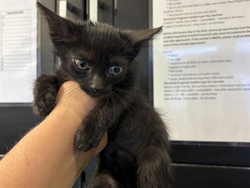 A235086 - Domestic Short Hair available for adoption