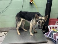 BROCK - Photo 1