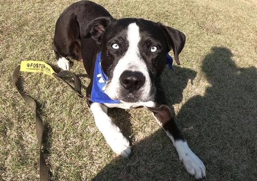 CHANEL - Labrador Retriever / Siberian Husky available for adoption