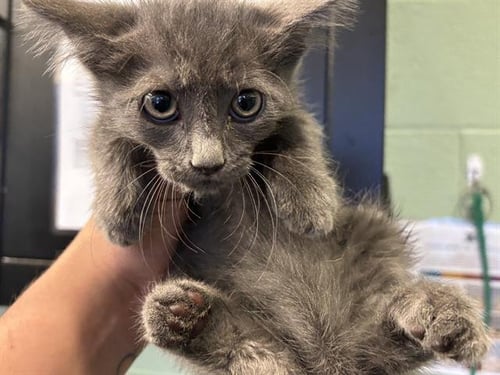 A235079 - Domestic Short Hair available for adoption