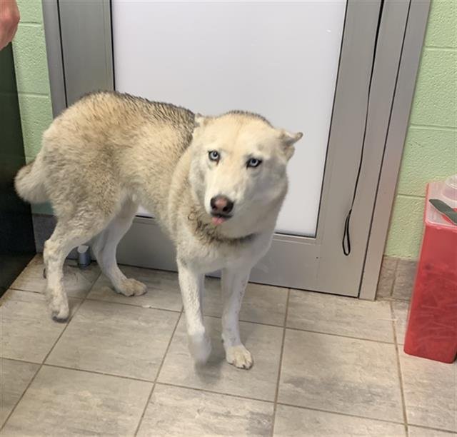 HERA - Siberian Husky for adoption in Arlington