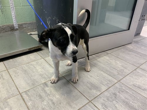 BUBBLES - Australian Cattle Dog/Blue Heeler / Siberian Husky available for adoption