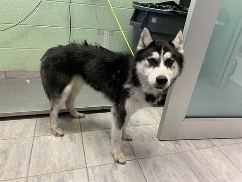 KYLE - Siberian Husky for adoption in Arlington