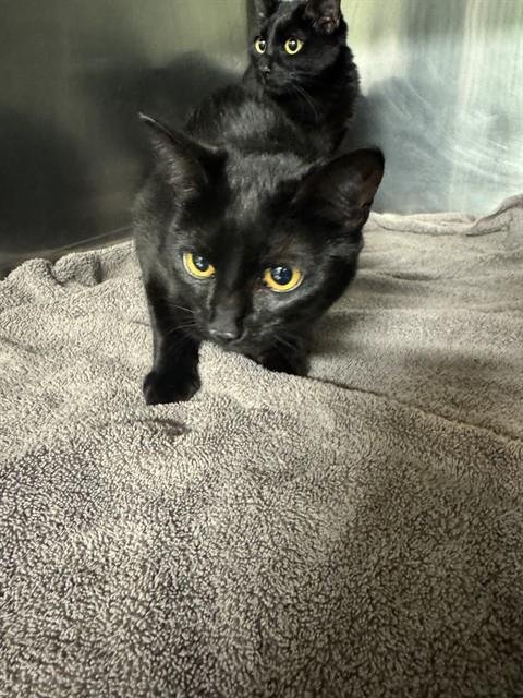 SPRINKLE - Domestic Short Hair available for adoption