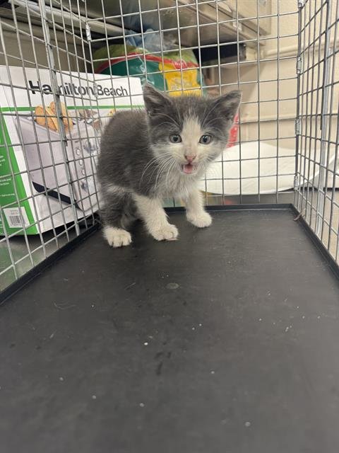 BUMPER - Domestic Medium Hair available for adoption