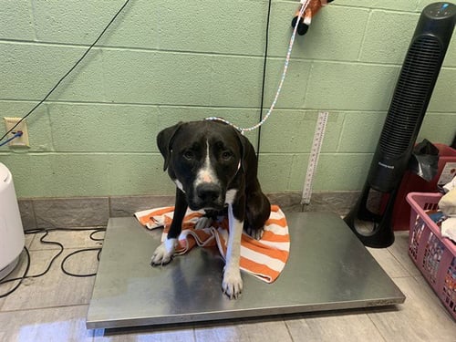MOOKIE - American Staffordshire Terrier available for adoption