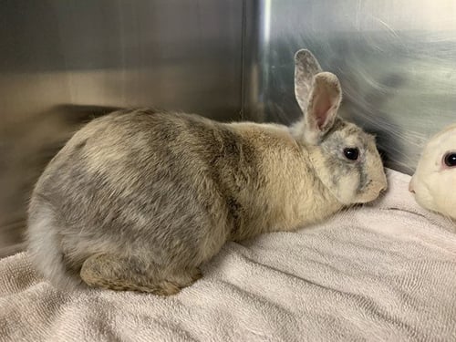 SUGAR - Shorthaired Rabbit available for adoption