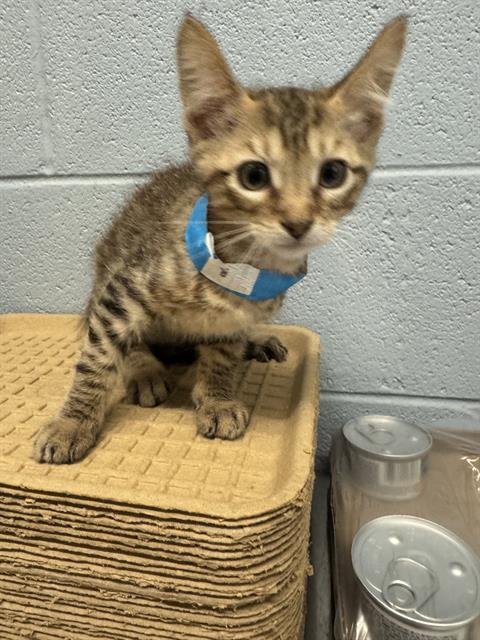 ZACH - Domestic Short Hair for adoption in Arlington