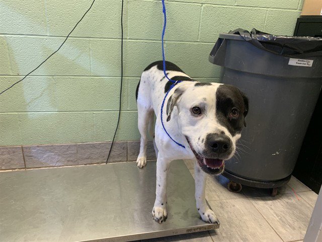 OREO - Labrador Retriever for adoption in Arlington