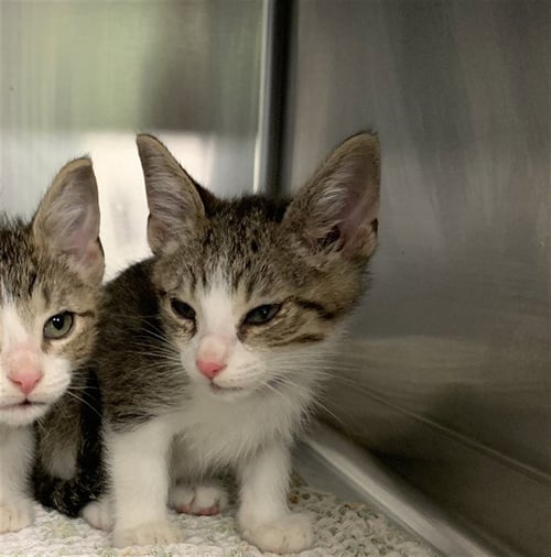 BLEU CHEESE - Domestic Short Hair available for adoption