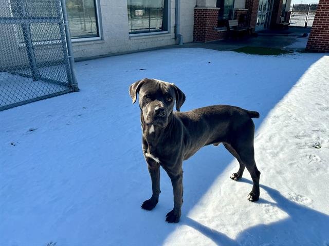 TOASTER - American Staffordshire Terrier available for adoption