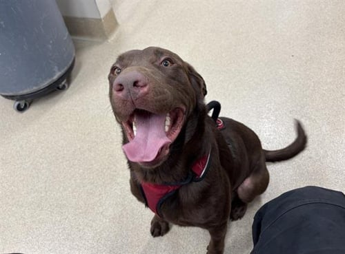 BENJI - Labrador Retriever available for adoption